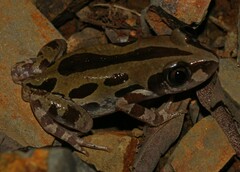 Kassina senegalensis