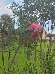 Nerium oleander