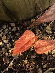 Smilax bona-nox