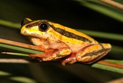 Hyperolius marmoratus