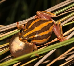 Hyperolius marmoratus