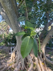 Ficus elastica