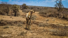 Camelus dromedarius