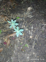 Lupinus pilosus