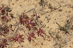 Euphorbia tuberosa