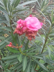Nerium oleander