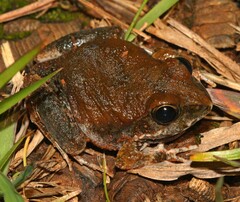 Tomopterna natalensis