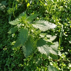 Urtica