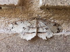 Melanolophia