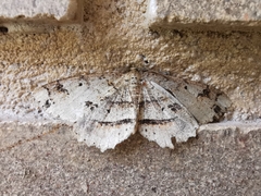 Melanolophia