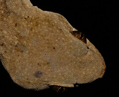 Homopholis walbergii