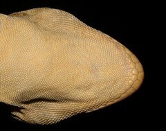 Homopholis walbergii