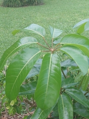 Heptapleurum actinophyllum