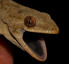 Homopholis walbergii