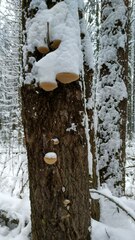 Phellinus populicola