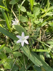 Richardia grandiflora