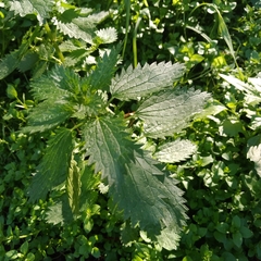 Urtica