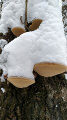 Phellinus populicola