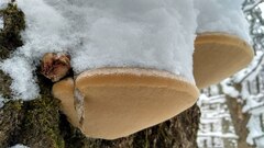 Phellinus populicola