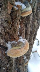 Phellinus populicola