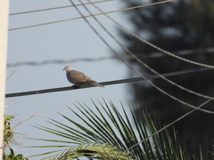 Streptopelia decaocto