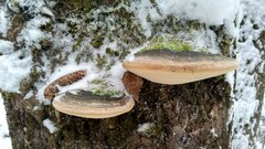 Phellinus populicola