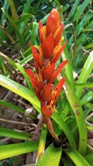 Aechmea catendensis