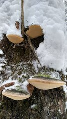 Phellinus populicola