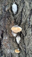 Phellinus populicola