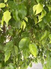 Ficus benjamina