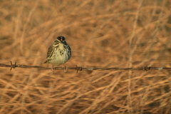 Passerculus sandwichensis