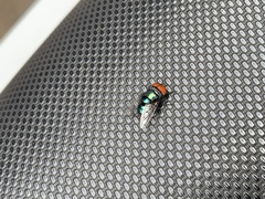 Chrysomya megacephala