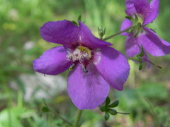 Verbascum phoeniceum