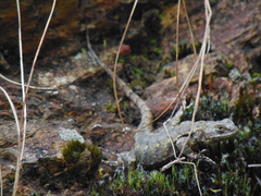 Sceloporus palaciosi