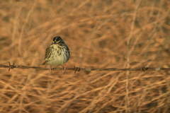 Passerculus sandwichensis