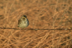 Passerculus sandwichensis