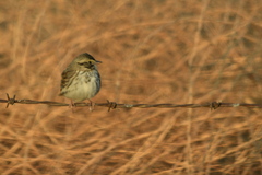 Passerculus sandwichensis