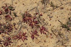 Euphorbia tuberosa
