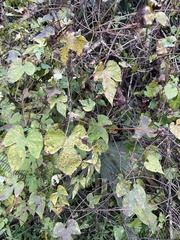 Vitis aestivalis
