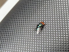 Chrysomya megacephala