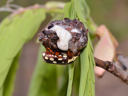 Cheirolasia burkei