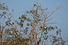 Zonotrichia leucophrys