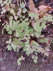 Vancouveria hexandra