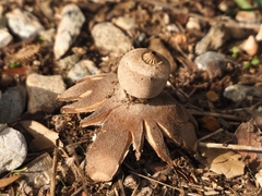 Geastrum campestre