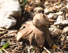 Geastrum campestre