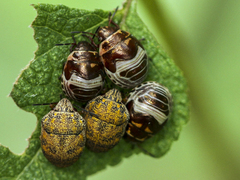 Orsilochides stictica