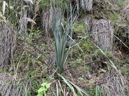 Dasylirion berlandieri