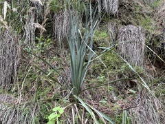 Dasylirion berlandieri