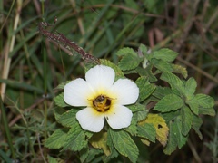 Turnera subulata