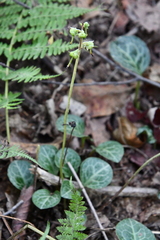 Pyrola japonica